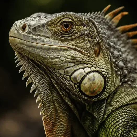 Petwikia.com Reptiles Category Image